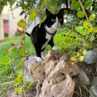 Tuxedo (Smokin) Kedi, Kedi  Kiyoshi fotoğrafı