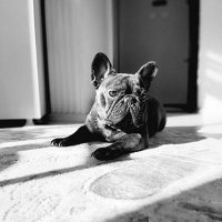 Fransız Bulldog, Köpek  udex fotoğrafı