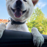 Akita İnu, Köpek  Robin fotoğrafı