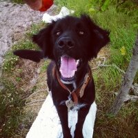 Flat Coated Retriever, Köpek  Black fotoğrafı