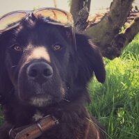 Flat Coated Retriever, Köpek  Black fotoğrafı