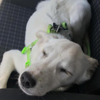Labrador Retriever, Köpek  Soda fotoğrafı