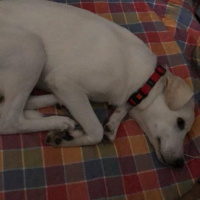Labrador Retriever, Köpek  Soda fotoğrafı