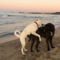 Labrador Retriever, Köpek  Soda fotoğrafı