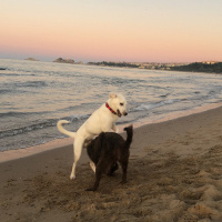 Labrador Retriever, Köpek  Soda fotoğrafı