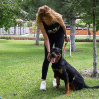 Rottweiler, Köpek  Boriss fotoğrafı
