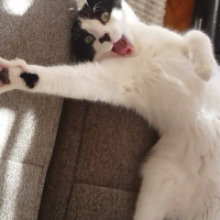 Tuxedo (Smokin) Kedi, Kedi  Rebekka fotoğrafı