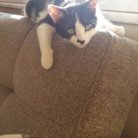 Tuxedo (Smokin) Kedi, Kedi  Rebekka fotoğrafı