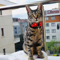 Tekir Kedi, Kedi  Fırfır fotoğrafı