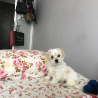 Maltese, Köpek  baby fotoğrafı