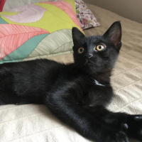 Bombay, Kedi  Nokta fotoğrafı