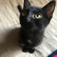 Bombay, Kedi  Nokta fotoğrafı