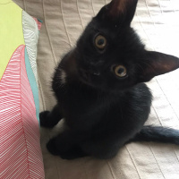 Bombay, Kedi  Nokta fotoğrafı