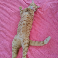 Sarman, Kedi  Şans fotoğrafı
