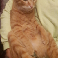 Sarman, Kedi  Şans fotoğrafı