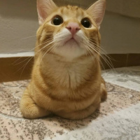 Sarman, Kedi  Şans fotoğrafı