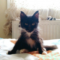 Tuxedo (Smokin) Kedi, Kedi  NEKO fotoğrafı