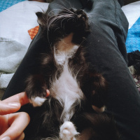 Tuxedo (Smokin) Kedi, Kedi  NEKO fotoğrafı