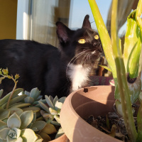 Tuxedo (Smokin) Kedi, Kedi  NEKO fotoğrafı