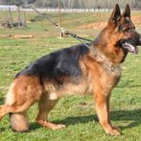 Alman Çoban Köpeği, Köpek  hektor fotoğrafı