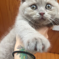 Scottish Fold, Kedi  Bade fotoğrafı