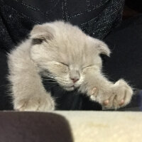 Scottish Fold, Kedi  Bade fotoğrafı