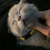 Scottish Fold, Kedi  Bade fotoğrafı