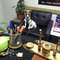 Jack Russell Terrier, Köpek  Maske fotoğrafı