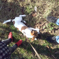 Jack Russell Terrier, Köpek  Maske fotoğrafı