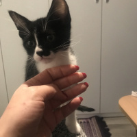 Tuxedo (Smokin) Kedi, Kedi  Pati fotoğrafı