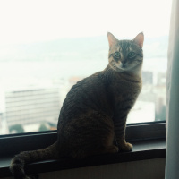 Tekir Kedi, Kedi  Opet fotoğrafı