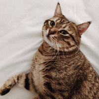 Tekir Kedi, Kedi  Opet fotoğrafı