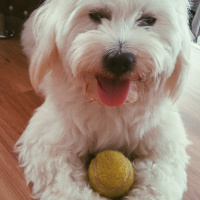 Maltese, Köpek  Rocky  fotoğrafı