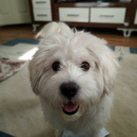 Maltese, Köpek  Rocky  fotoğrafı