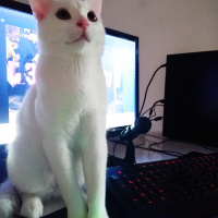 Van Kedisi, Kedi  Rakı fotoğrafı