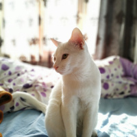 Van Kedisi, Kedi  Rakı fotoğrafı