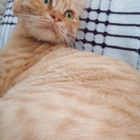 Tekir Kedi, Kedi  Arya fotoğrafı