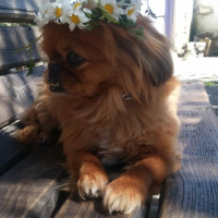 Pekingese, Köpek  Ponçik fotoğrafı