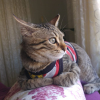 Tekir Kedi, Kedi  Oscar fotoğrafı