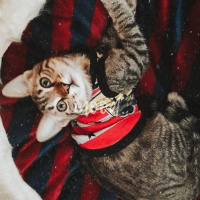 Tekir Kedi, Kedi  Oscar fotoğrafı