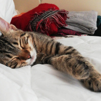 Tekir Kedi, Kedi  Oscar fotoğrafı