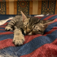 Tekir Kedi, Kedi  Oscar fotoğrafı