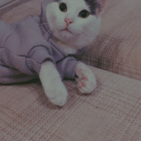 Tekir Kedi, Kedi  Mila fotoğrafı