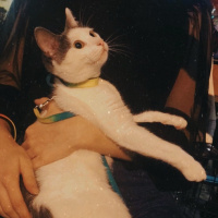Tekir Kedi, Kedi  Mila fotoğrafı