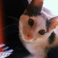 Tekir Kedi, Kedi  Mila fotoğrafı