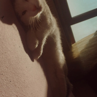 Tekir Kedi, Kedi  Mila fotoğrafı