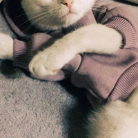 Tekir Kedi, Kedi  Mila fotoğrafı