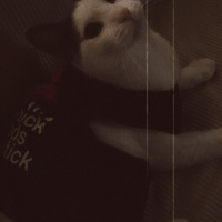 Tekir Kedi, Kedi  Mila fotoğrafı