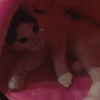 Tekir Kedi, Kedi  Mila fotoğrafı