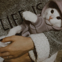Tekir Kedi, Kedi  Mila fotoğrafı